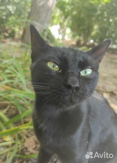 Необычный умный котенок черного окраса