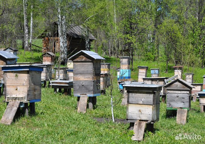 2024 Мёд натуральный алтайский оптом