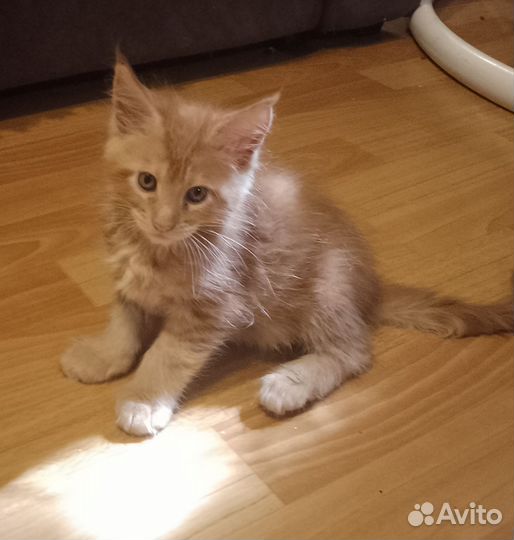 Котята мейн-кун
