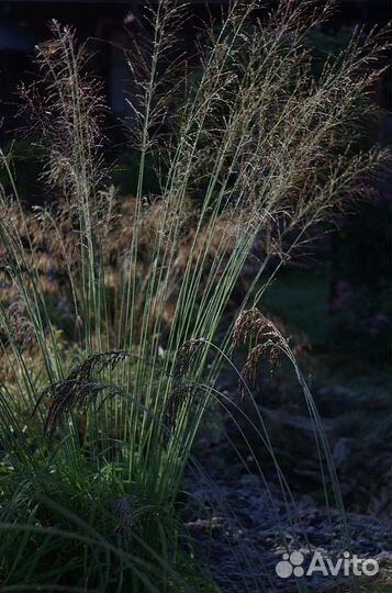 Растения для сада, злаки