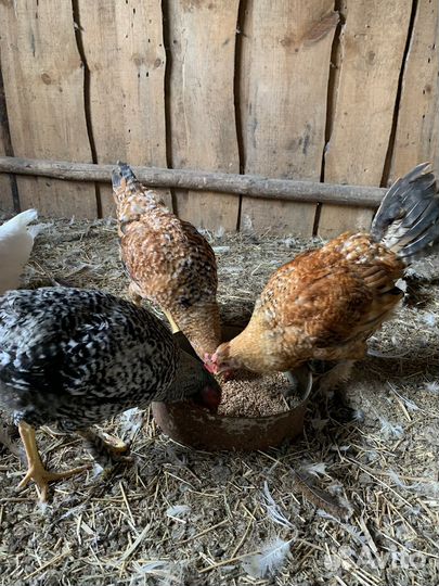 Молодые петухи