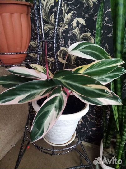 Строманта триколор