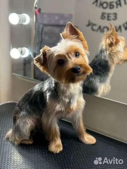 Вязка мальчика-йорка