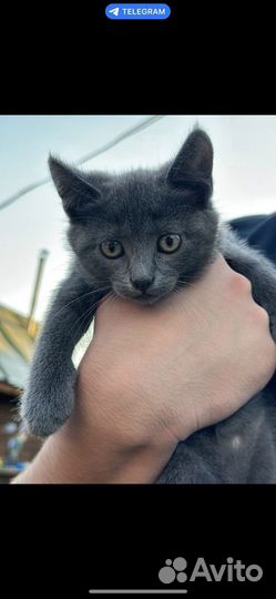 Котенок 2 месяца