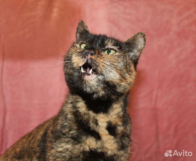 Кошка в дар