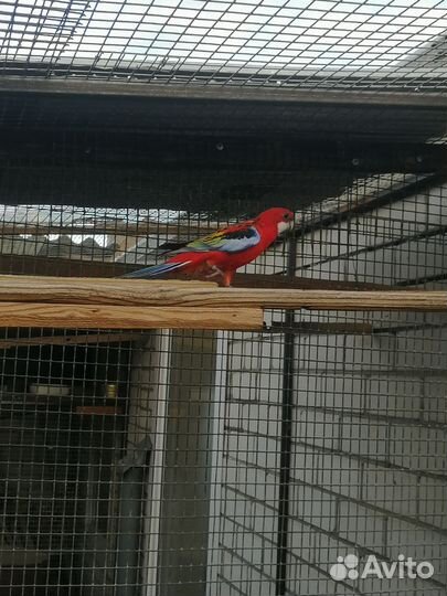 Попугай розелла