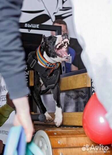 Питбультерьер