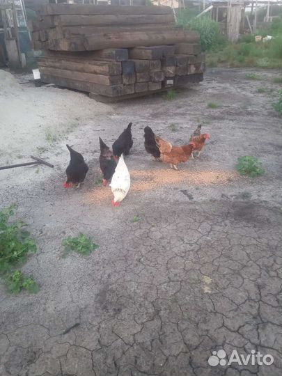 Домашние куры