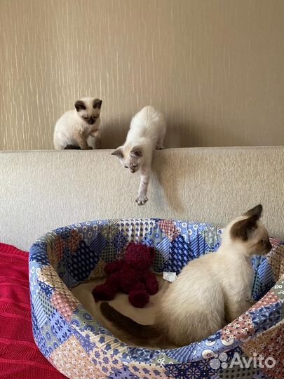 Тайские котята