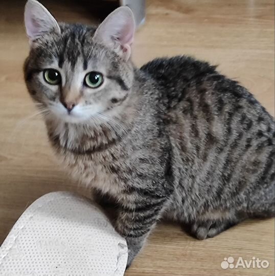 Котенок девочка в добрые руки