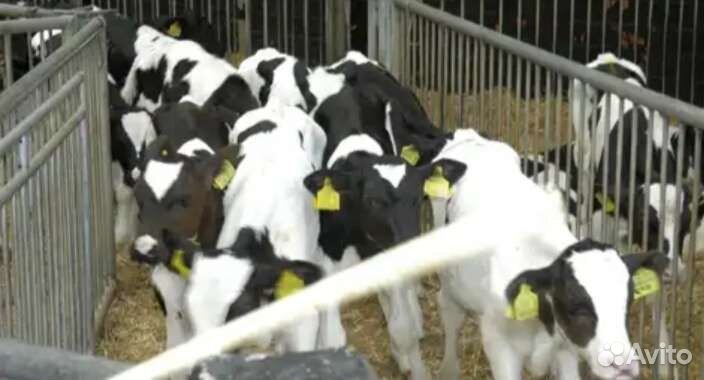 Бычки телята скороспелые