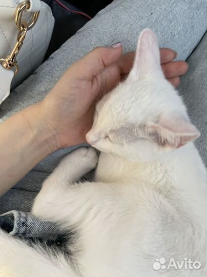 Белый котенок мальчик