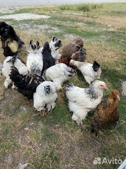 Цыплята брама