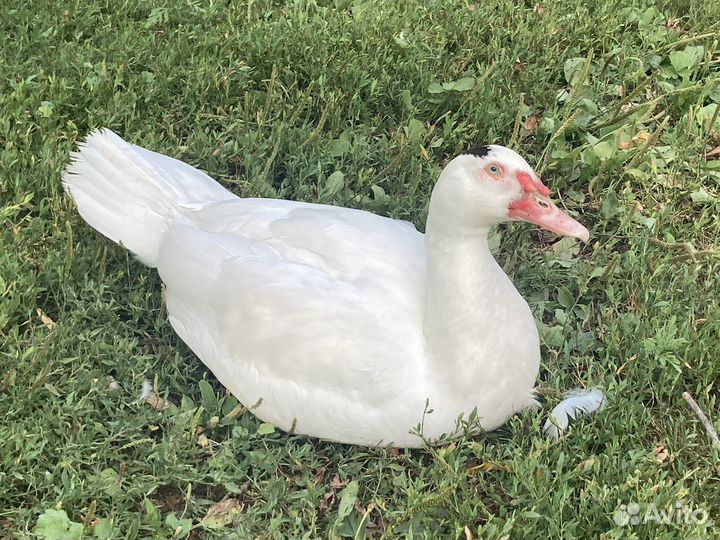 Мускусные утки плечистый окрас (немцы тяж линии )