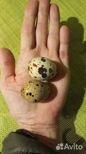 Яйца на инкубацию