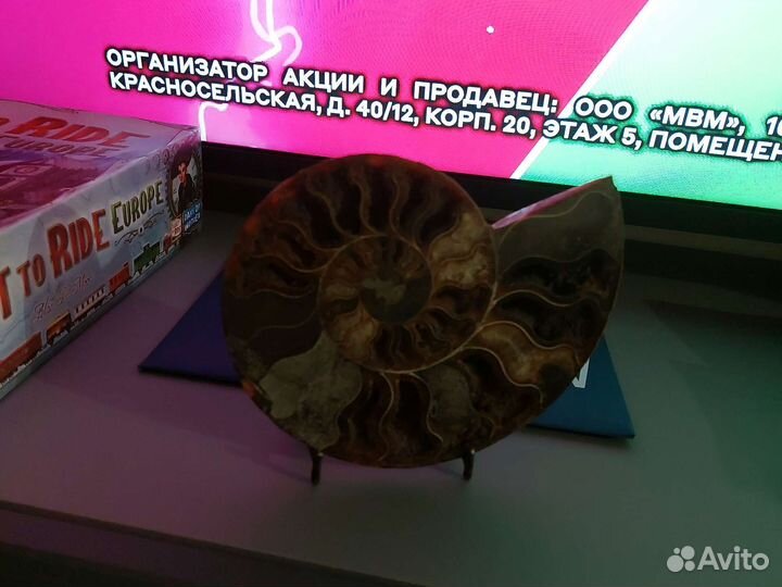 Окаменелости аммониты