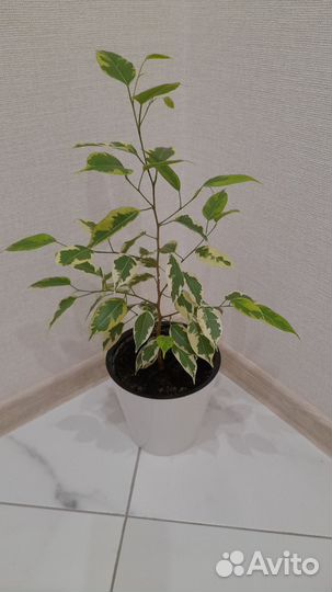 Фикус Бенджамина в горшке 37см