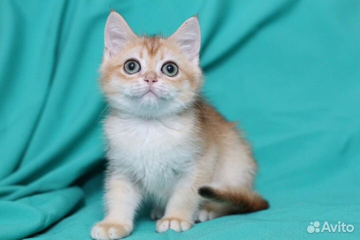 Шотландская девочка в золотом окрасе