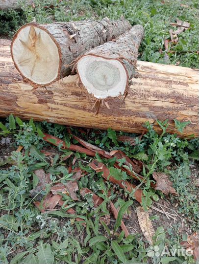 Спилы срезы можжевельника