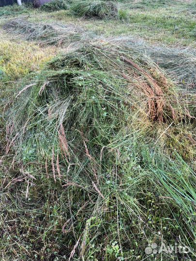 Сено свежескошеное