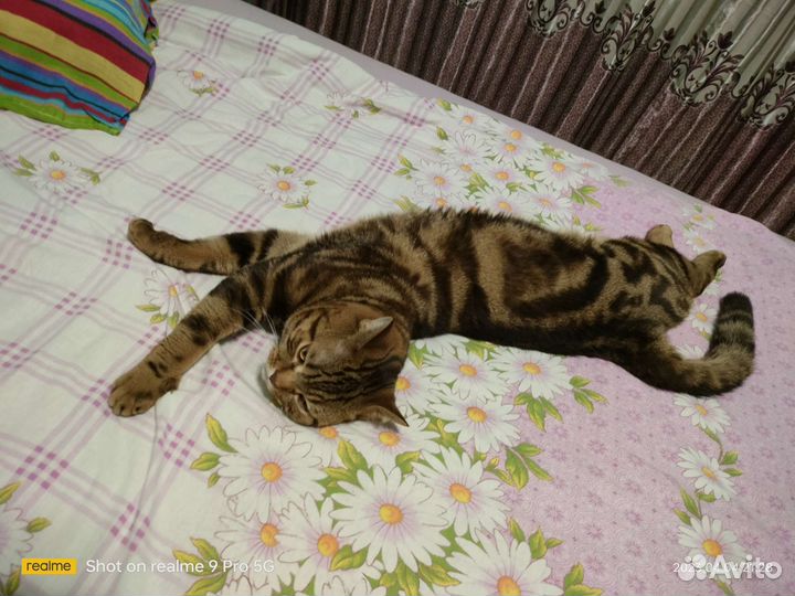 Шотландский кот вязка