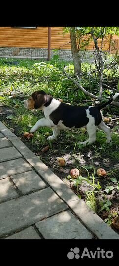 Щенки русской пегой гончей