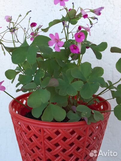 Кислица оксалис розовая