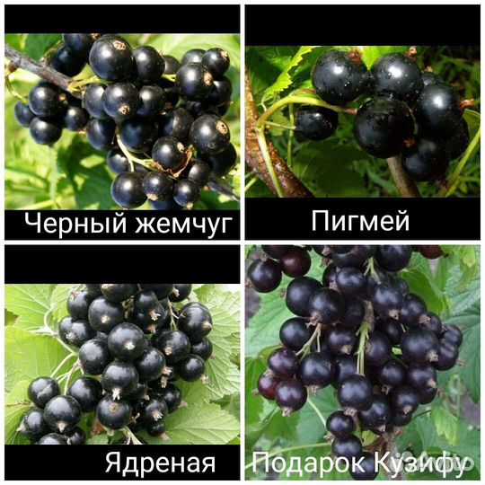 Саженцы смородины