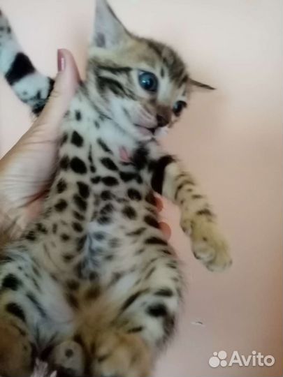 Бенгальская