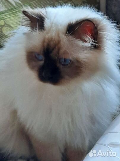 Священная бирма кошечка