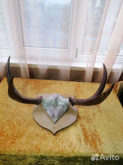 Рога молодого лося