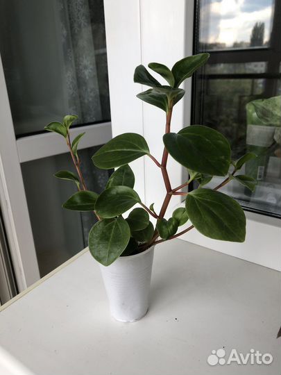 Пеперомия туполистная