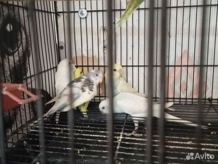 Попугай птенцы