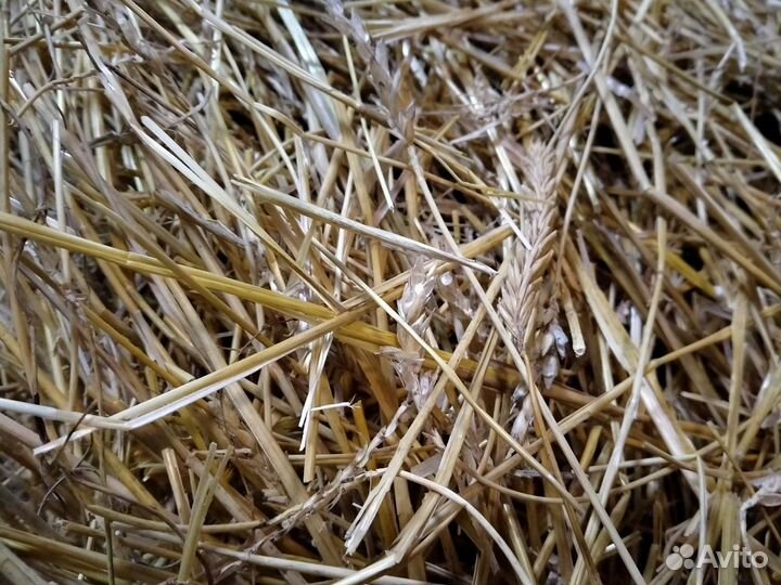 Солома и сено 2023г Новый урожай