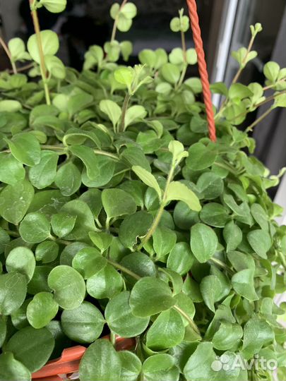 Ампельные растения в кашпо