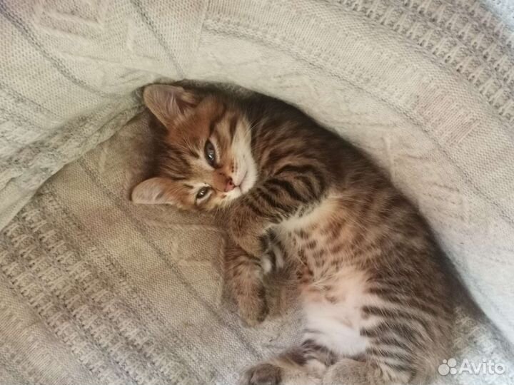 Котик в добрые руки