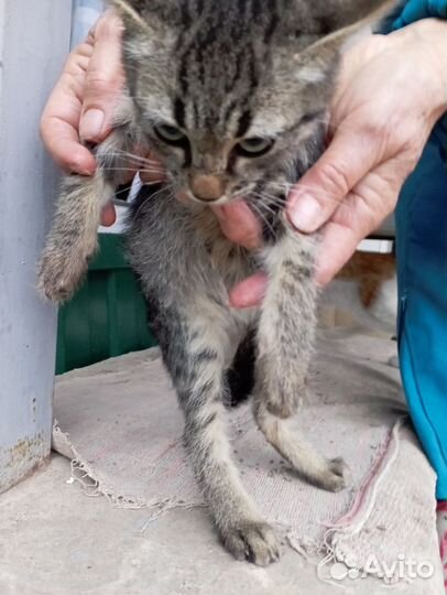 Котята в добрые руки мальчики