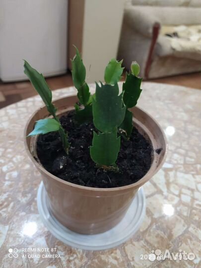 Декабрист шлюмбергера сортовые