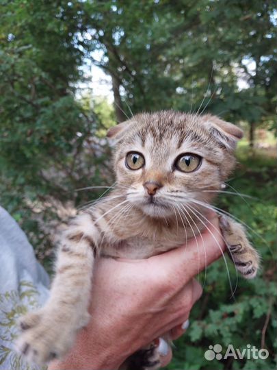 Вислоухая девочка котенок 2 месяца