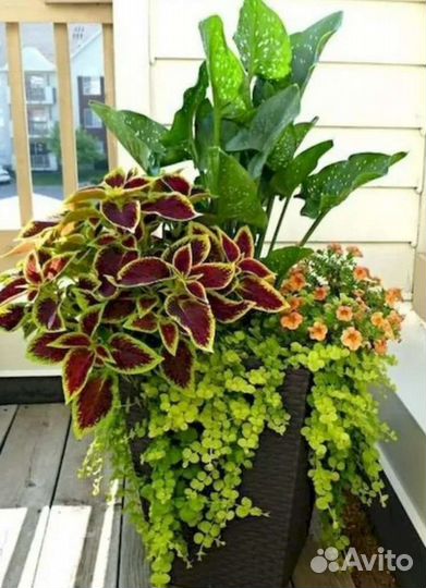 Колеусы вегетативные