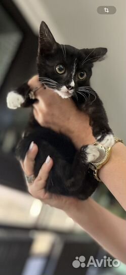Котеночек Хана