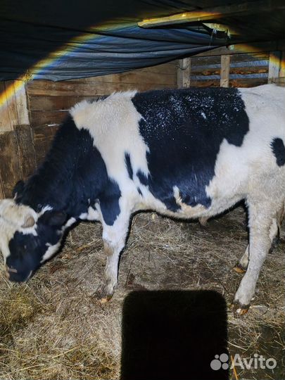 Быки на мясо живым весом