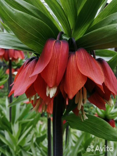 Рябчик императорский луковицы