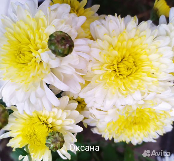 Хризантемы садовые