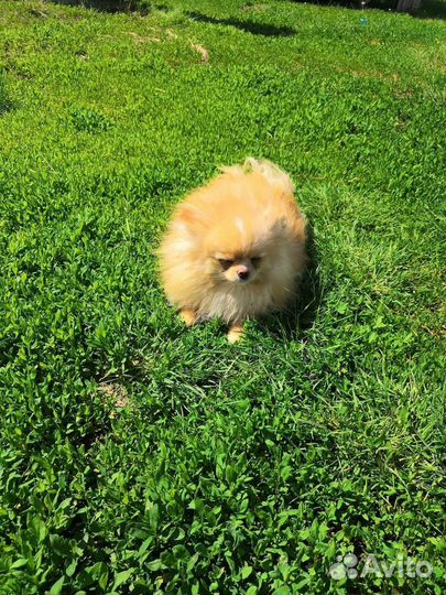Померанский шпиц мини девочка