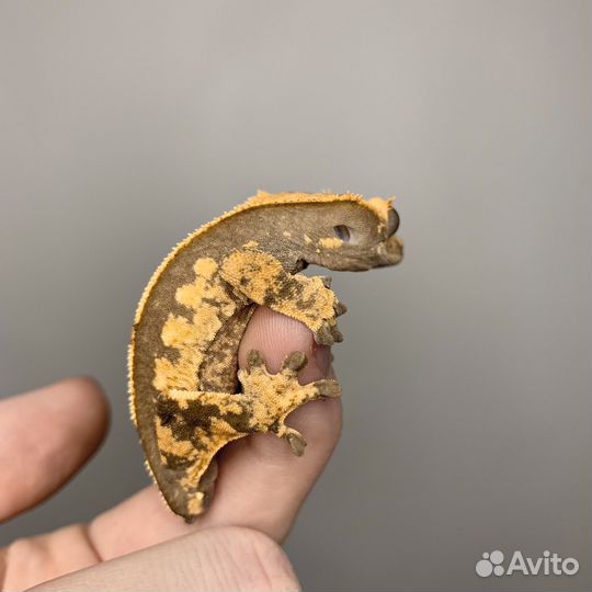 Геккон реснитчатый бананоед