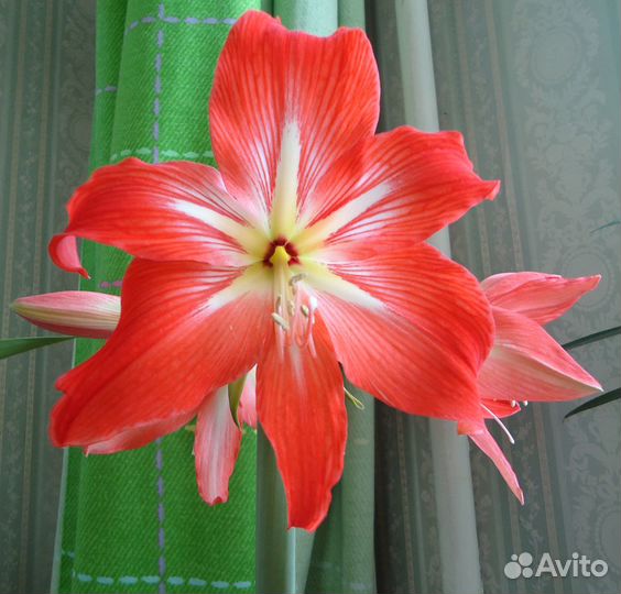 Гиппеаструм Красно-розовый,Оранжево-розовы,Зелёный