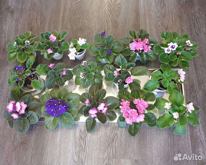 Фиалки, сенполии, розовые, фиолетовые, белые