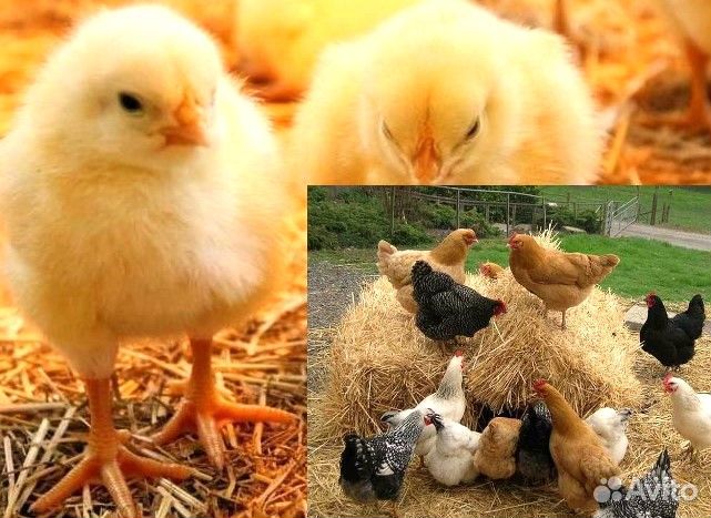 Куры несушки.Петухи.Цыплята бройлер кобб500.Мулард