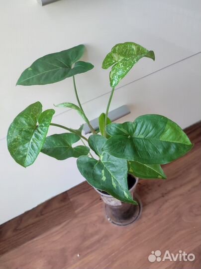 Сингониум Панда